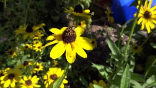 Metasyrphus americanus drone fly American hover fly foraging 82413 MD [upl. by O'Callaghan355]