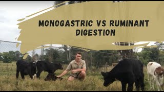 Monogastric Vs Ruminant Digestion [upl. by Kcirdet807]