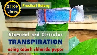 Study of Stomatal and Cuticular transpiration using cobalt chloride paper [upl. by Tobin]