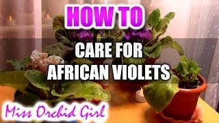 How to care for African Violets and more [upl. by Grantland]