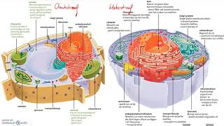Soorten cellen [upl. by Namielus]