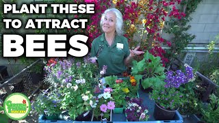 Plant THESE to Attract Bees 🐝 Pollinator Garden Plants [upl. by Assecnirp]