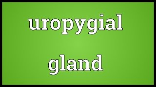 Uropygial gland Meaning [upl. by Gambrill]