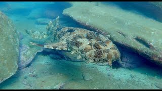 Meet the remarkable Wobbegong shark at Cabbage Tree Bay [upl. by Lek]