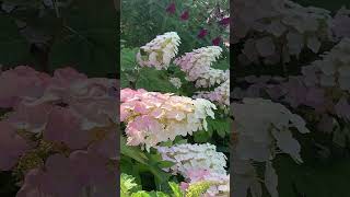 quercifolia hydrangea гортензия garden гортензія flowers parkjardin アジサイajisaishorts сад [upl. by Anerul]