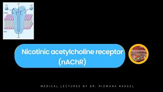 Nicotinic acetylcholine receptor nAChR  Lippincott Pharmacology  Ketzung [upl. by Priscilla587]