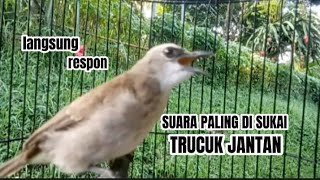 trucuk BETINA memanggil JANTAN ampuh jadikan trucukmu malas bunyi jadi GACOR [upl. by Attenauq477]