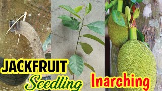 Inarching Jackfruit tree using Rubber Tapping knife [upl. by Sakovich]