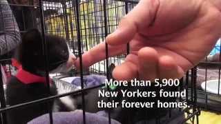 Maddies Pet Adoption Days in NYC  May 31 amp June 1 2014 [upl. by Komarek]