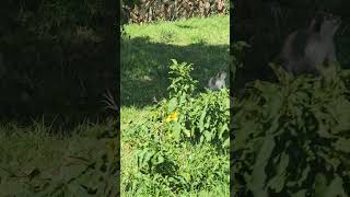 Vervet monkeys having lunch at the Aksum Archeological Museum thescouseafrican [upl. by Balling]