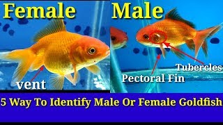 5 Way To Identify Male Or Female Goldfish [upl. by Dobb]