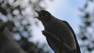 Noisy Miner 49 [upl. by Agnes309]