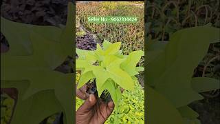 Sweet Potato Vine Plant Nursery Wholesale Market kolkata horticultureking [upl. by Fogel]