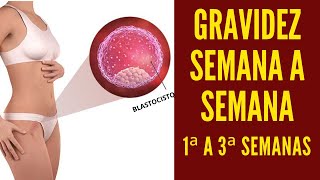 GRAVIDEZ SEMANA A SEMANA Saiba Tudo que Acontece da 1ª à 3ª Semana [upl. by Orian133]