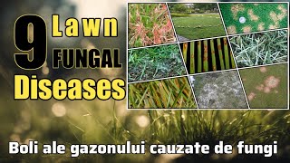 Bolile gazonului  Fungi  Lawn diseases [upl. by Renner]