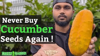 How to get seeds from Cucumber for Planting greentgarden gardening garden [upl. by Maffei]