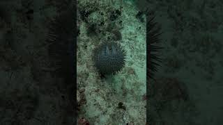 Crown of thorns starfish is the most horrible thing in the ocean [upl. by Enilav758]