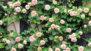 31 Different Type of Climbing Rose [upl. by Marena874]