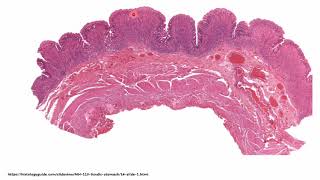 HISTOLOGÍA DEL APARATO DIGESTIVO III MUCOSA GÁSTRICA Dra Margarita De Lima Eljuri [upl. by Ijneb]