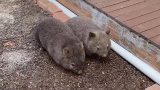 Adorable Wombats Playing in Playground [upl. by Anitsrihc]