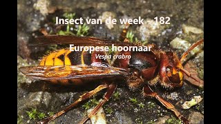 Insect van de Week 182 Europese hoornaar [upl. by Ayat886]