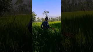 Insects attack in Rice villagelife dutytime agriculture vegetablefarming nature duty agri [upl. by Clem]