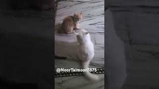 Noor Taimoor cute fight😹cat viral videos🐈🐈NoorTaimoorcat loversCat trending videos [upl. by Ylsew]