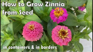 How to Grow Zinnia from Seed to Flower  in Borders and in Containers [upl. by Yenruogis]