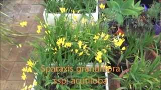 Sparaxis grandiflora acutiloba [upl. by Synned]