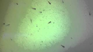 Clownfish Larvae eating Rotifers [upl. by Ogden]