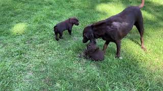 Mother Lab weaning puppy [upl. by Latihs]