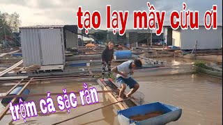 Cười Xỉu Trộm Cá Sặc Rằn Đem Chiên Và Lỗ Tai Heo Luộc Sương Sương Quá Đã  SĂN BẮT ĐỒNG THÁP [upl. by Aerised]