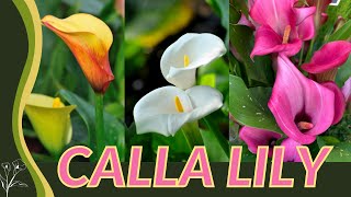 The Beginners Guide to CALLA LILY Zantedeschia aethiopica quotArum Lilyquot 💐💐💐 [upl. by Felten494]