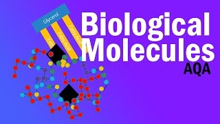 AS Biology  Types of proteins OCR A Chapter 37 [upl. by Dnalro363]