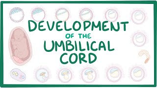 Development of the umbilical cord [upl. by Ojoj]