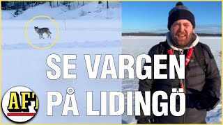 Fredrik 33 mötte vargen på Lidingö ”Den var nyfiken” [upl. by Tull]