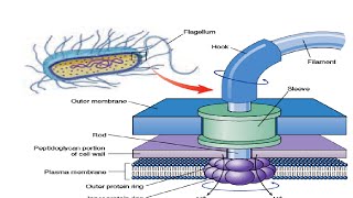 Structure amp Working of Bacterial Flagella [upl. by Hubsher]