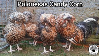 Candy Corn  As polonesas de milho doce 👉🍯🌽🐓🌽🍯👈 [upl. by Kalvin730]