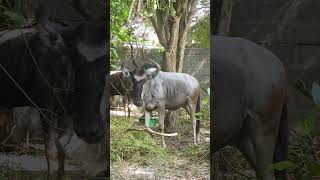 WILDEBEEST  NYUMBU   4KUHD Video Tanzania WANYAMAPORI Sabasaba 2023 [upl. by Laekcim]