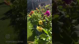 Pine Park Hotel  Shogran travel makeavlog mountains videoblog nature naran love weather [upl. by Dimitri552]