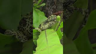 苔蘚蛙Vietnamese Mossy FrogTaipei Zoo [upl. by Ittak553]