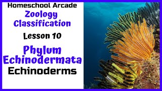 What are Echinoderms  Phylum Echinodermata [upl. by Wulfe]