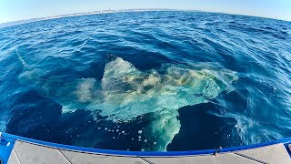 The BIGGEST SHARK I Have Ever Seen  Great White Circles My Boat [upl. by Benny]