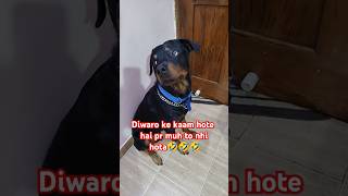 Diwaro ke muh to nhi hote🤣🤣🤣comedy funny shorts boxerkiduniya [upl. by Aiset650]