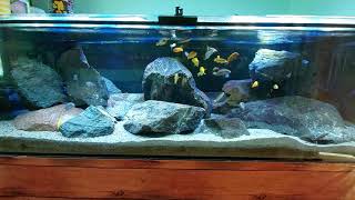 malawi mbuna tank [upl. by Normand]