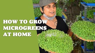 How To Grow Microgreens At Home [upl. by Aneral]