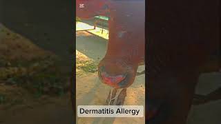 Dermatitis Allergy in Calf Treatment shortvideo babyhealth cowdisease [upl. by Poppy]