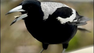 Caring for Magpies and Cockatoos at Birds amp Co of Australia [upl. by Breed]