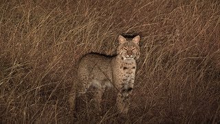 Bobcat comes insanely close Night Crew S1 E5 quotA Storm is Comingquot [upl. by Kat38]