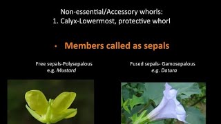 Polysepalous and Gamosepalous Flowers  Calyx  Sepals  NEET 11th CBSE BIOLOGY [upl. by Ardra841]